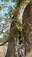 Ficus tinctoria subsp. gibbosa (Bl.) Corner resmi