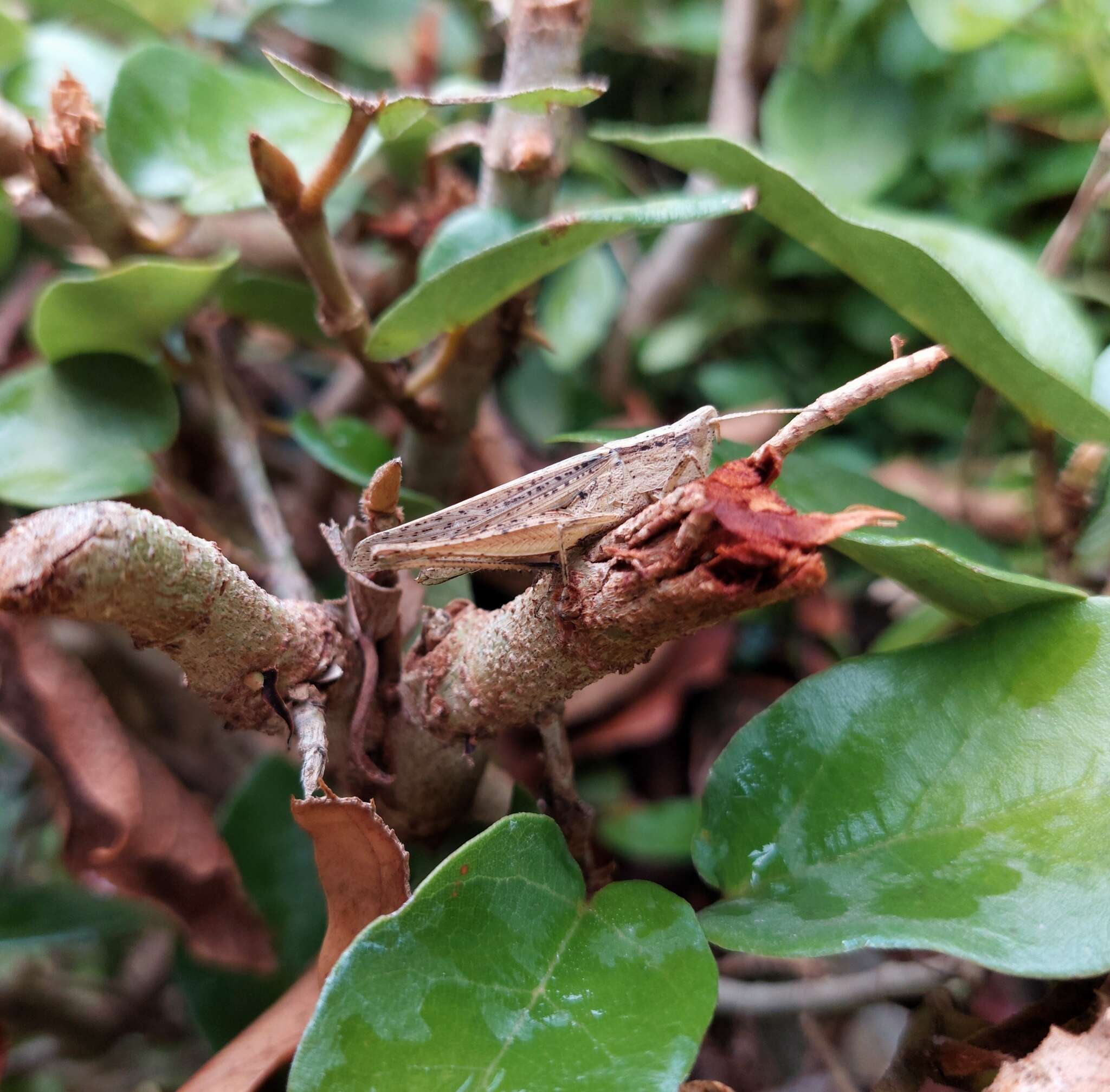 Eutryxalis filata (Walker & F. 1870) resmi