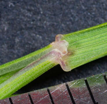 Image of Dichelachne inaequiglumis (Hack.) Edgar & Connor