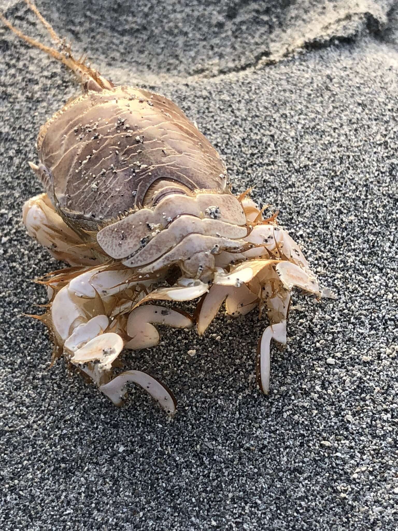 Image of surf mole crab