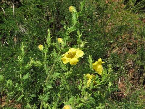 Image of combleaf yellow false foxglove