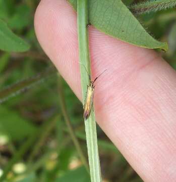 Image of Case-bearer moth