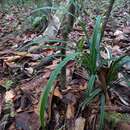 Image of Diplasia karatifolia Rich.