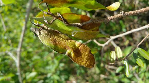 Image of Dalbergia monticola Bosser & R. Rabev.