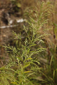 Image of Russian pigweed