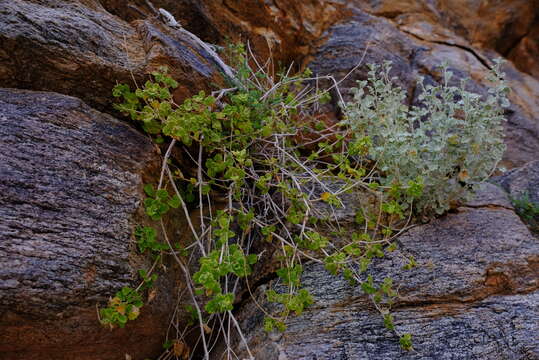 Salvia garipensis的圖片