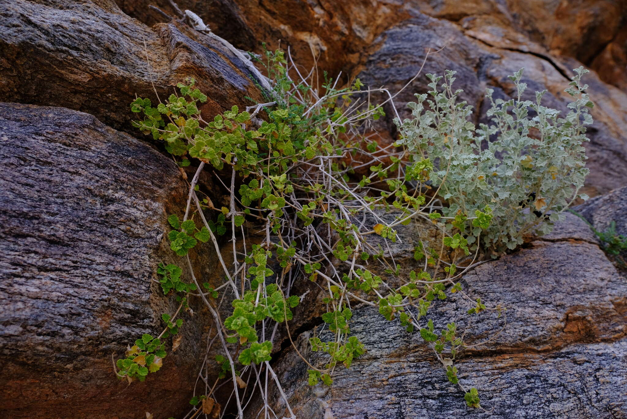 Слика од Salvia garipensis