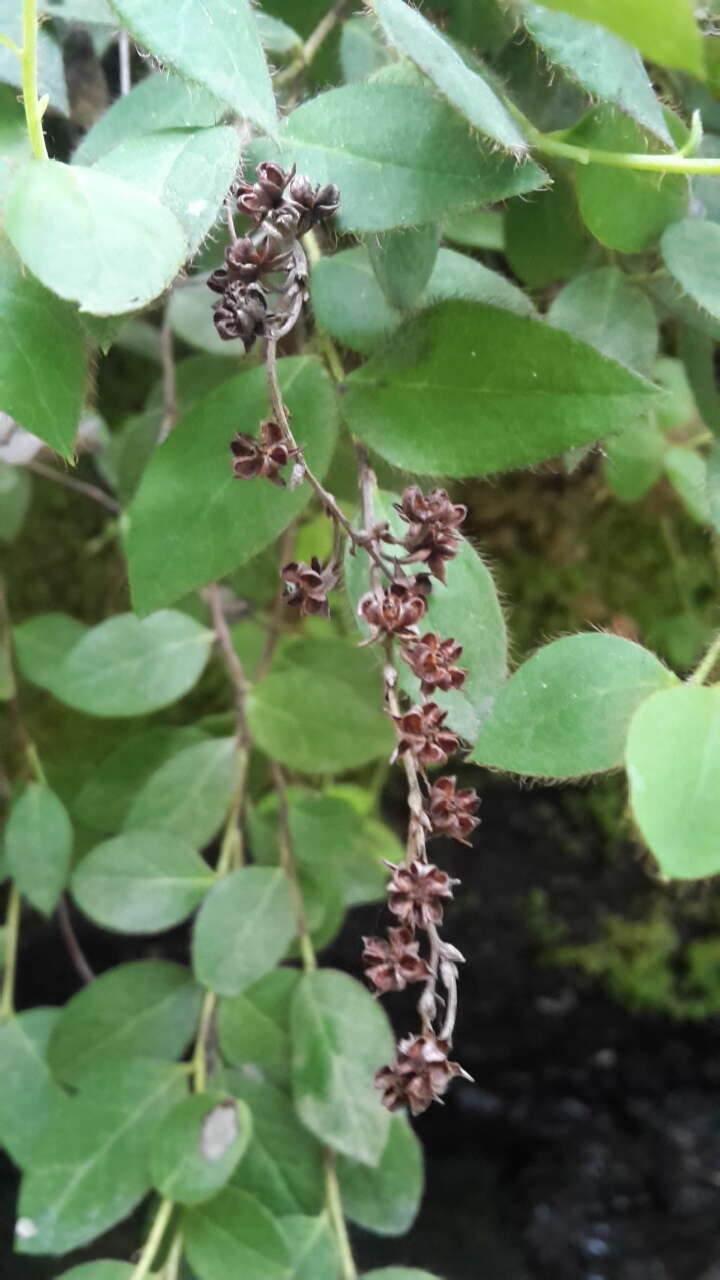 Plancia ëd Gaultheria nubigena (R. Phil.) B. L. Burtt & Sleum.