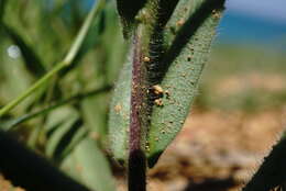 Image of graceful false flax