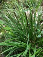 Sivun Carex uncinata L. fil. kuva