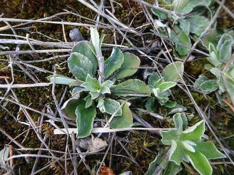 Image de Antennaria howellii subsp. petaloidea (Fern.) R. J. Bayer