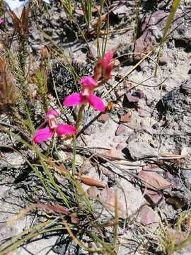 صورة Disa filicornis (L. fil.) Thunb.