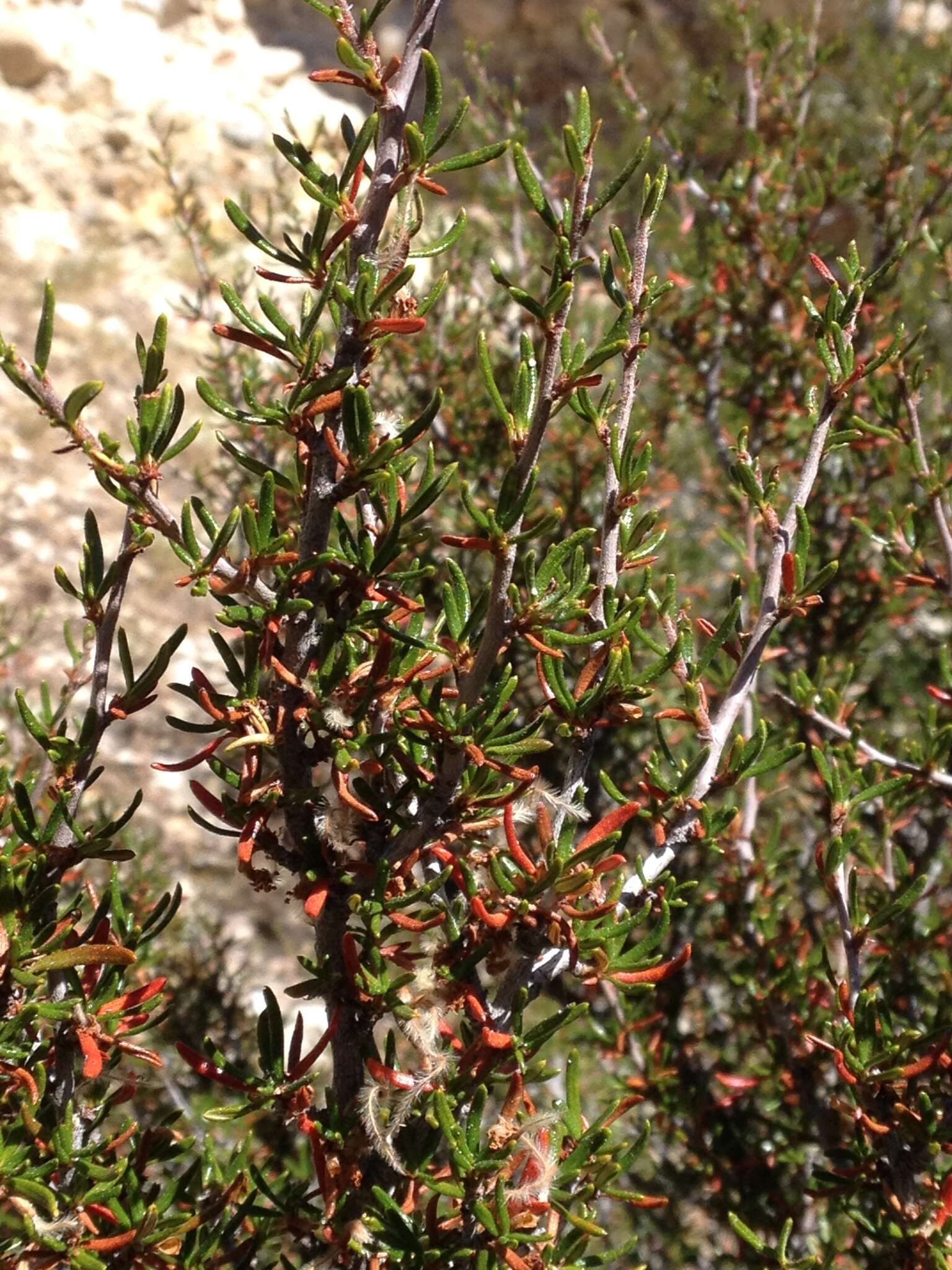 Imagem de Cercocarpus intricatus S. Wats.