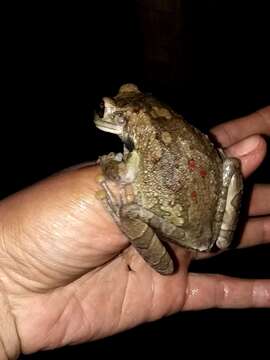 Image of Black-spotted Casque-headed Treefrog