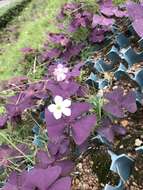 Image of Wood sorrel