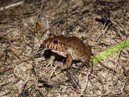 Image of Labyrinth Frog