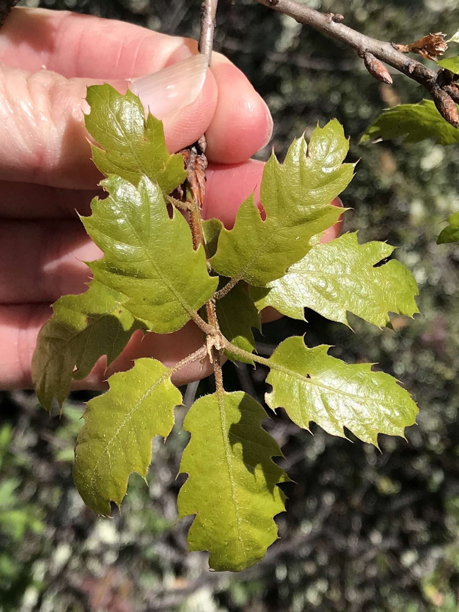 Image of oracle oak