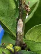 Image of Puerto rican planthopper