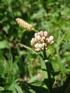 Image of Mountain Heliotrope