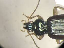 Plancia ëd Bembidion (Asioperyphus) postremum Say 1830