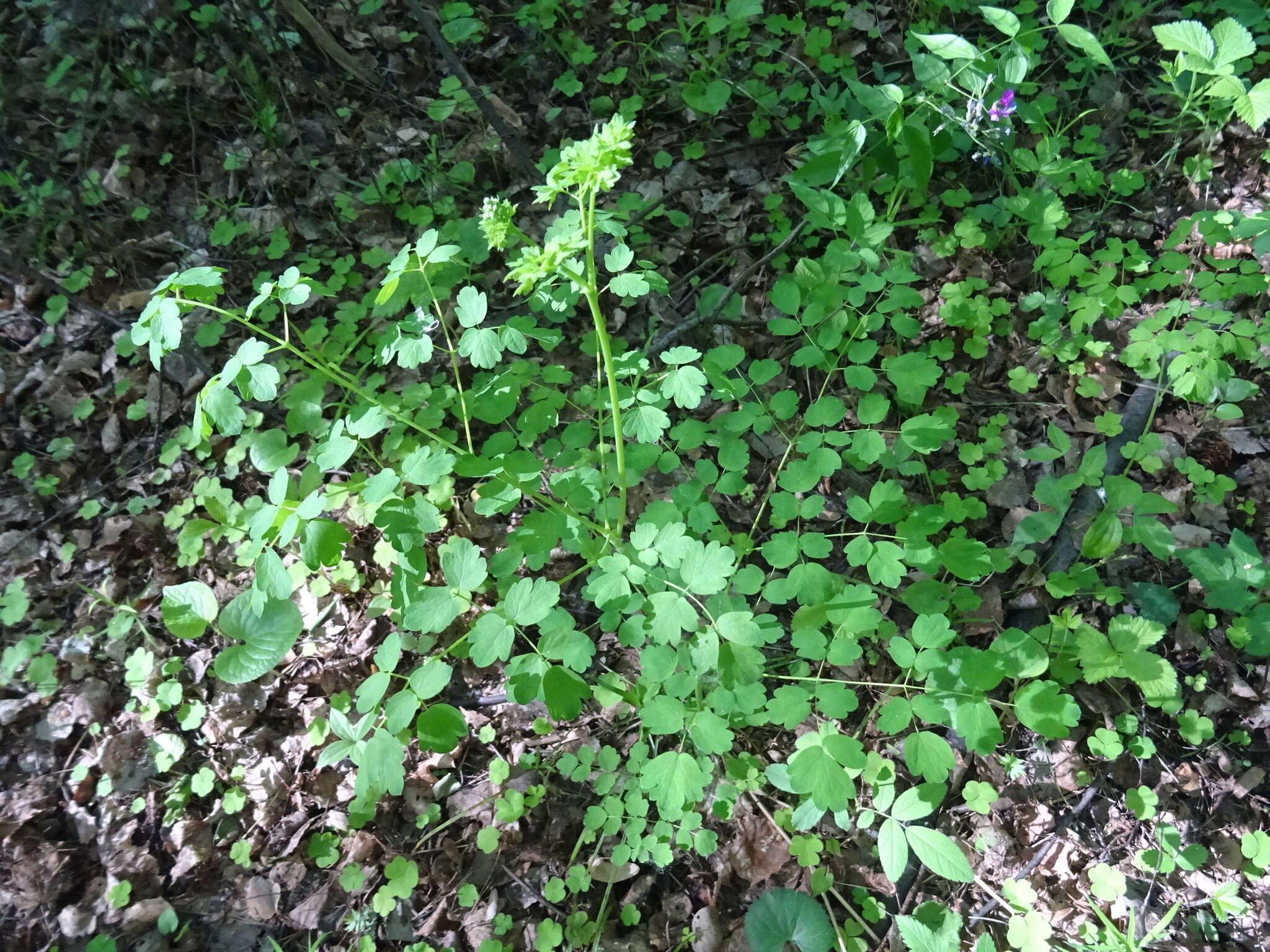 Слика од Thalictrum minus subsp. elatum (Jacq.) Stoj. & Stef.