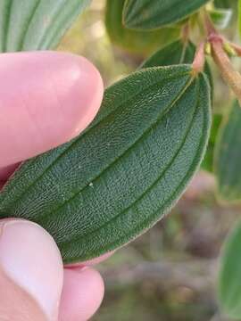 Image of Pleroma stenocarpum (DC.) Triana