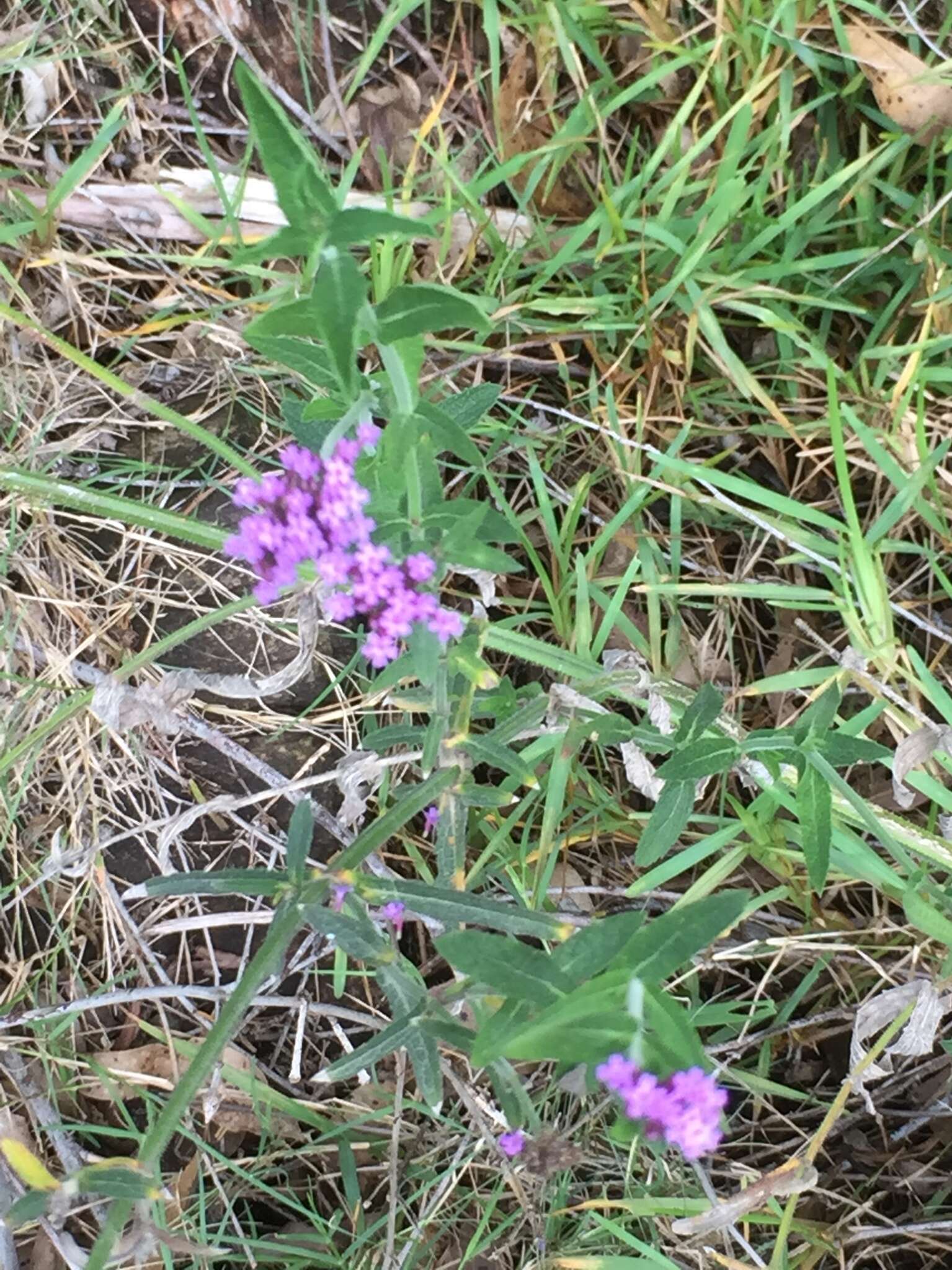 Image of Verbena intermedia Gillies & Hook.