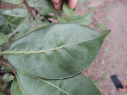 Image of Large bird-berry