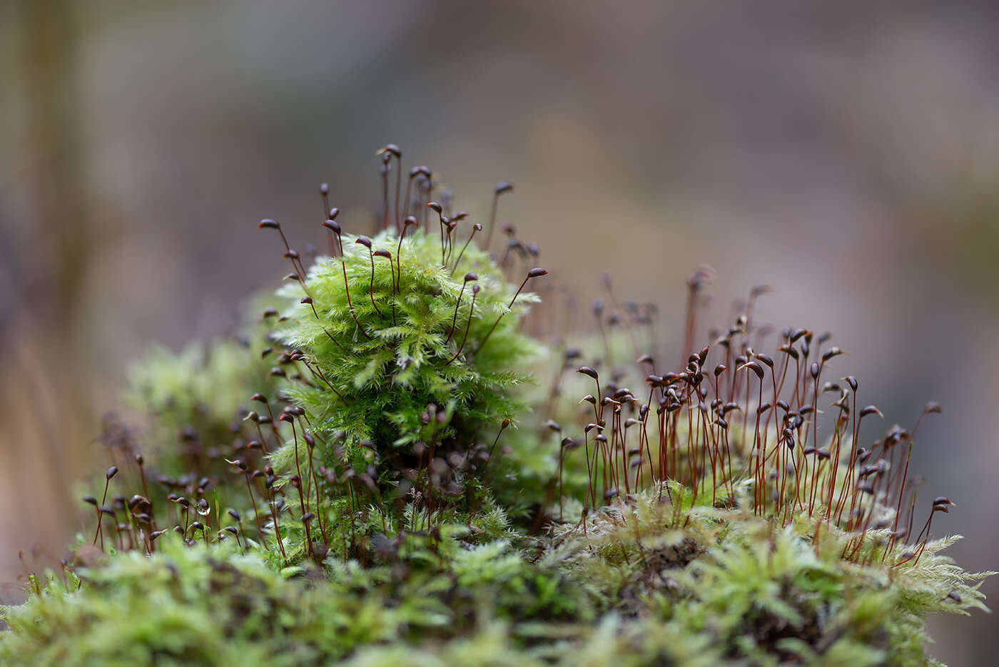 صورة Brachythecium salebrosum W. P. Schimper ex B. S. G. 1853