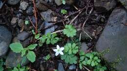 Ellisiophyllum pinnatum (Wall. ex Benth.) Makino resmi