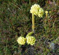 Image of Crassula subulata var. fastigiata (Schönl.) Tölken