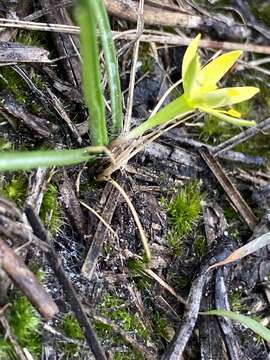 Image of Bristle-Seed Yellow Star-Grass