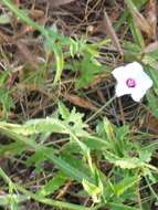 Image of Texas bindweed