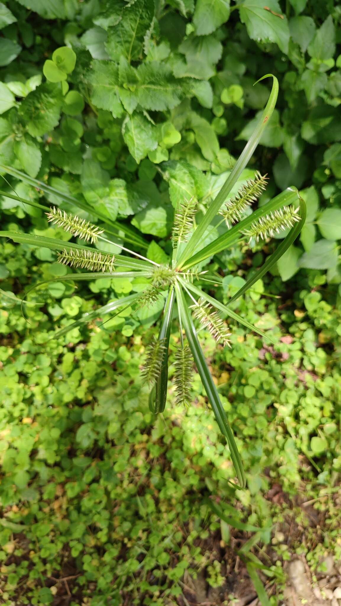 Image de Cyperus cyperinus (Retz.) Valck. Sur.