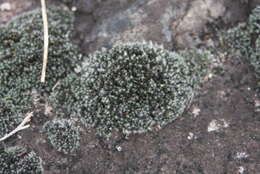 Image of grimmia dry rock moss