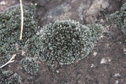 Image of grimmia dry rock moss