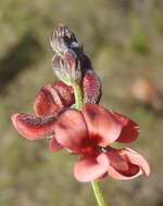 Image of Indigofera heterophylla Thunb.