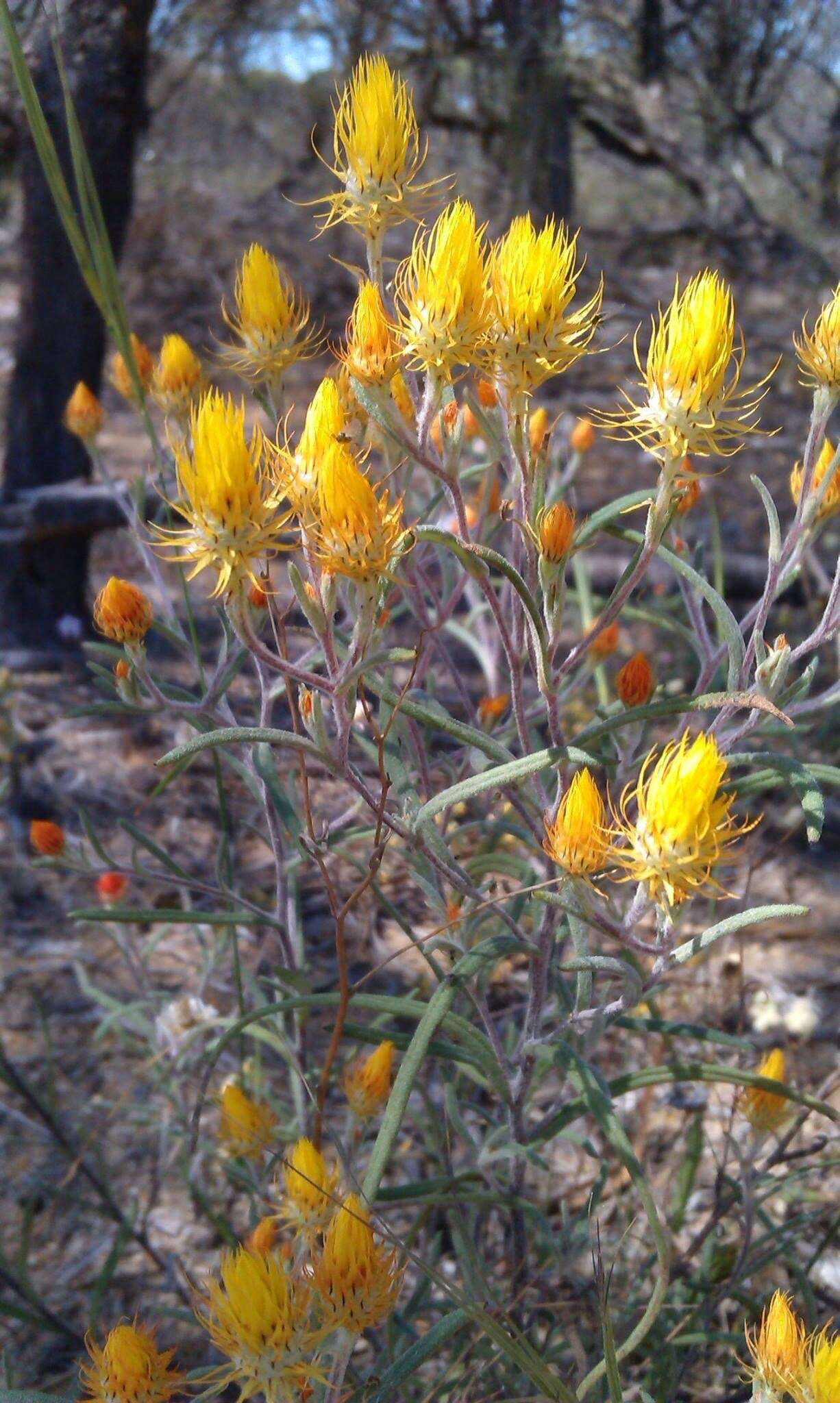 Image of Waitzia acuminata Steetz