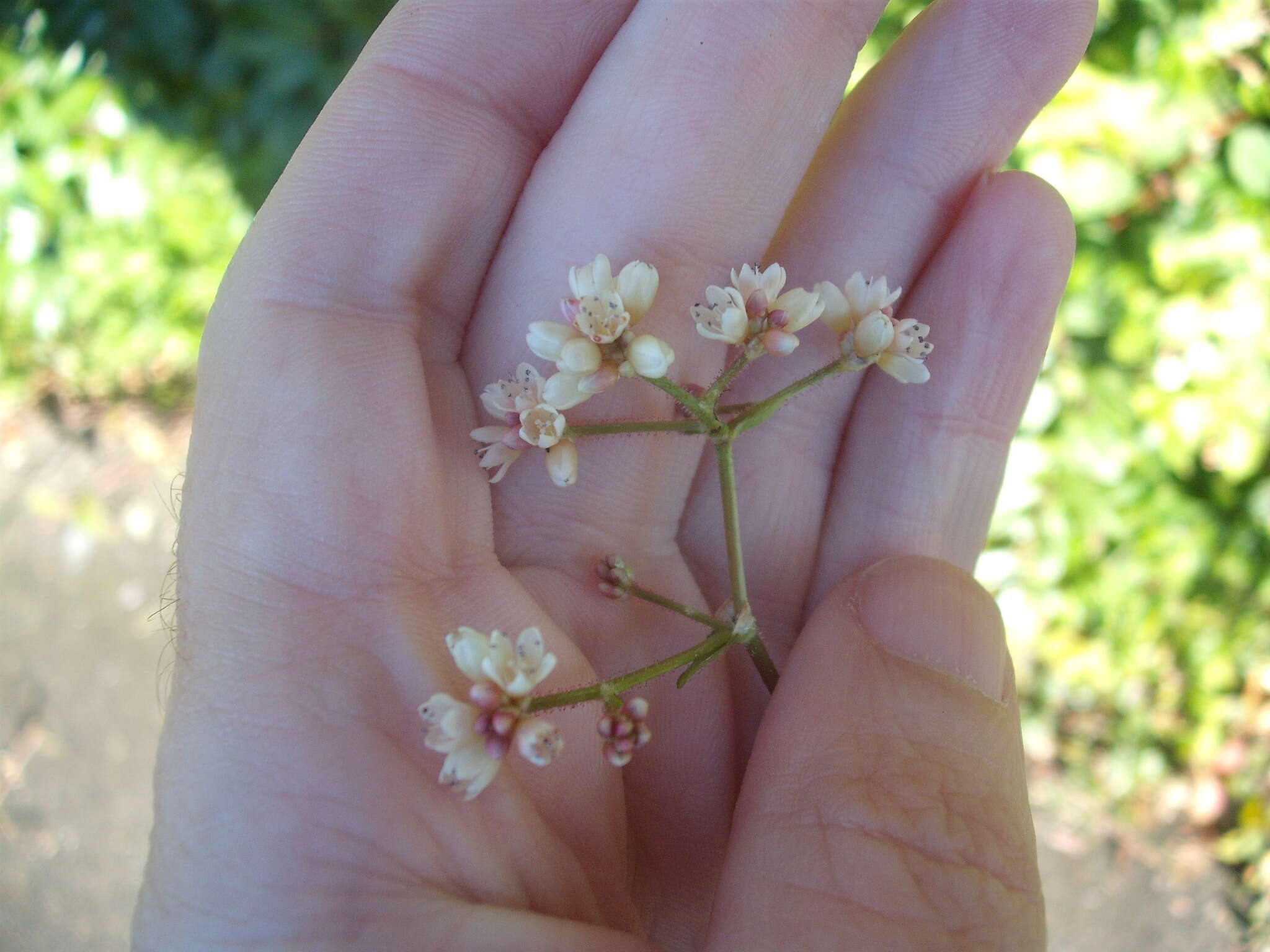 Sivun Persicaria chinensis (L.) Nakai kuva