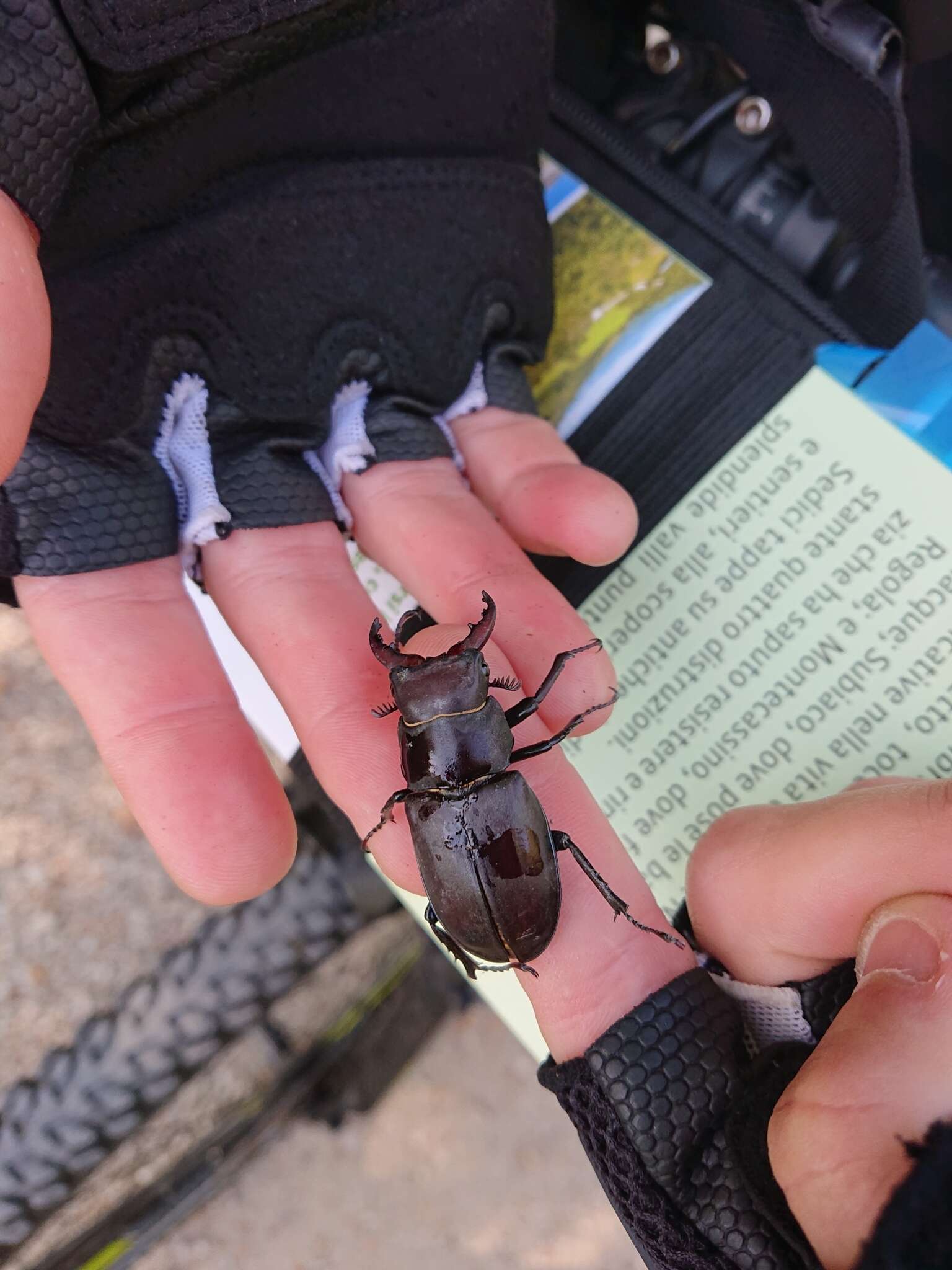 Image of Lucanus tetraodon Thunberg 1806