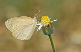 Eurema brigitta (Stoll (1780)) resmi