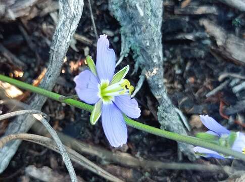 Image of Heliophila linearis var. linearifolia (Burch. ex DC.) Marais