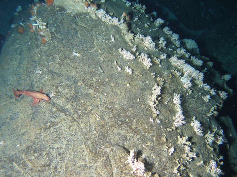 Image of Sharpchin rockfish