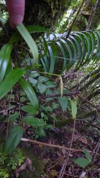 Image of Bulbophyllum clavatum Thouars