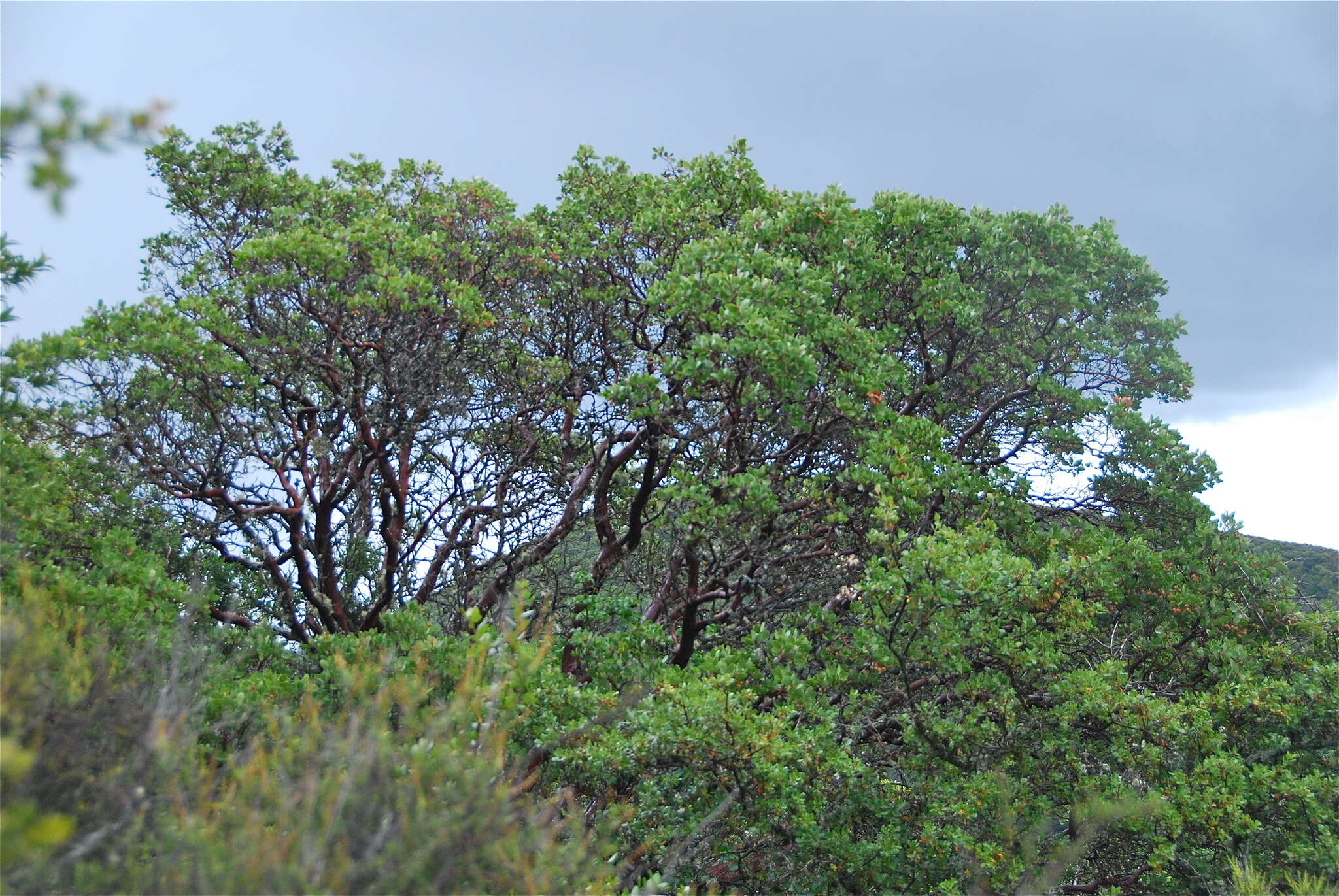 Слика од Arctostaphylos manzanita subsp. elegans (Eastw.) P. V. Wells