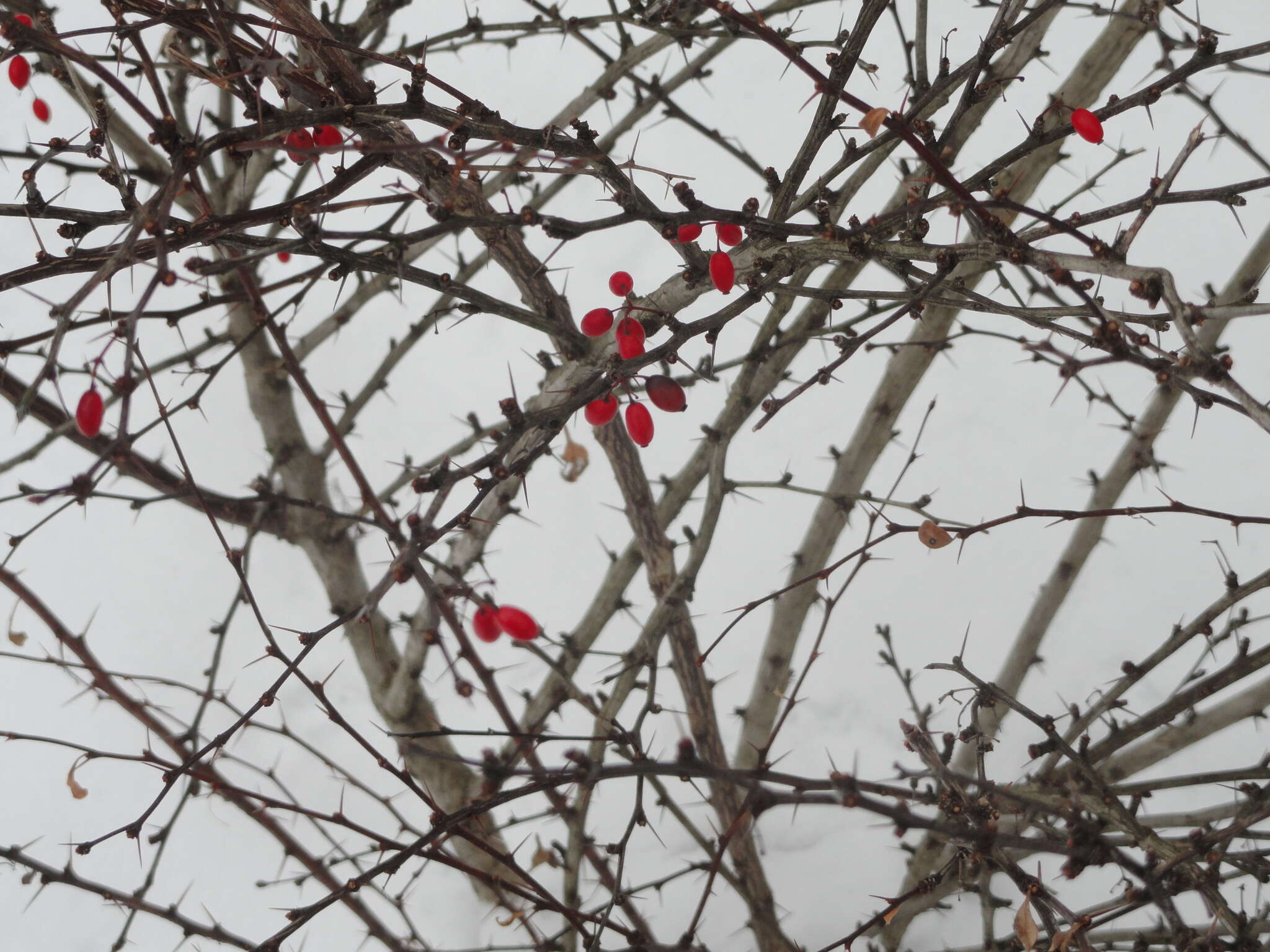 Image of Japanese barberry