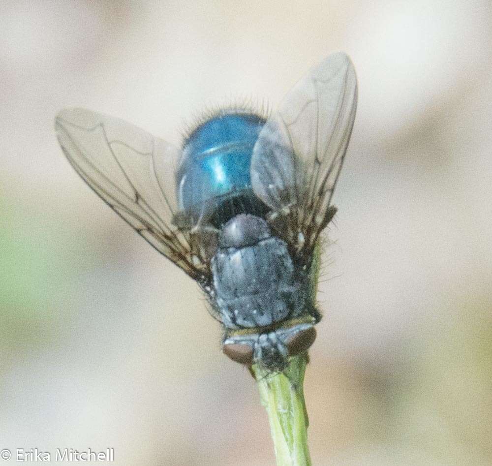 Image of Blue bottle fly