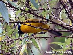 Image of Black-crested Bulbul