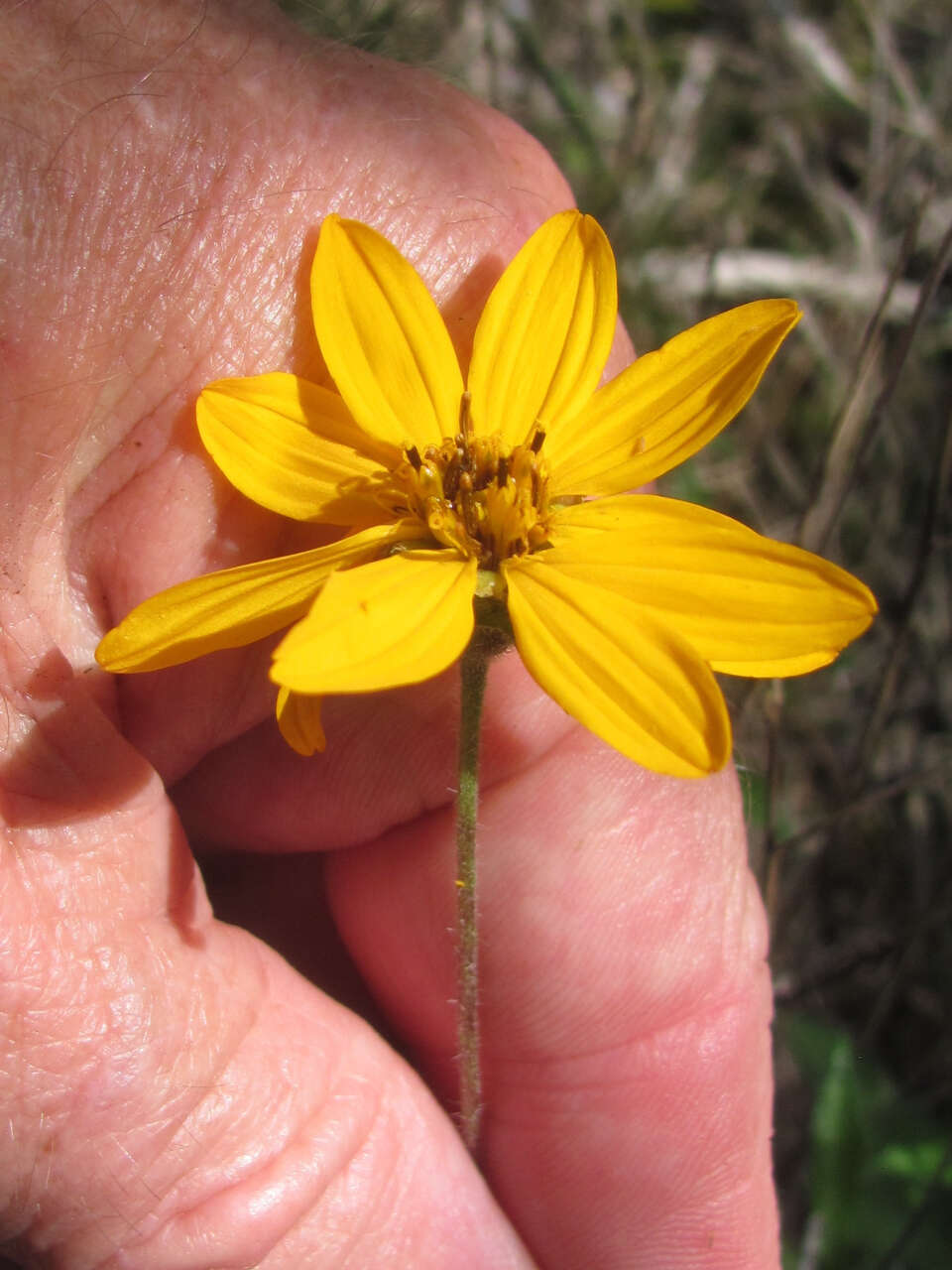 Image of hairy wedelia