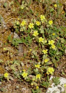 Image of Hoary Rock-rose